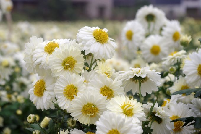 图2 杭菊花