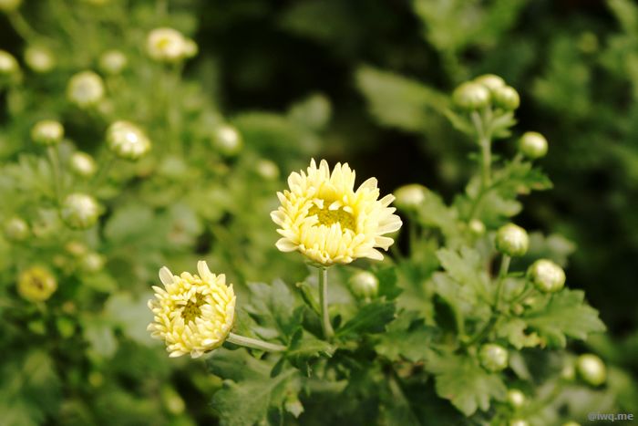 图5 菊花待放