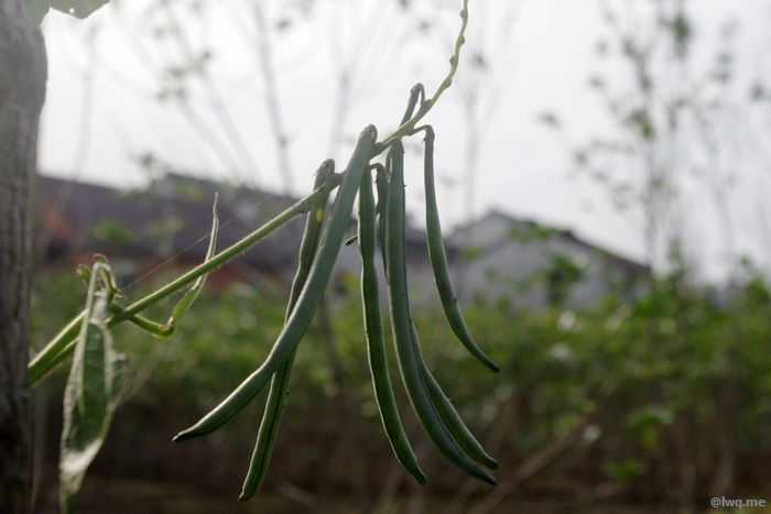 图3 四季豆